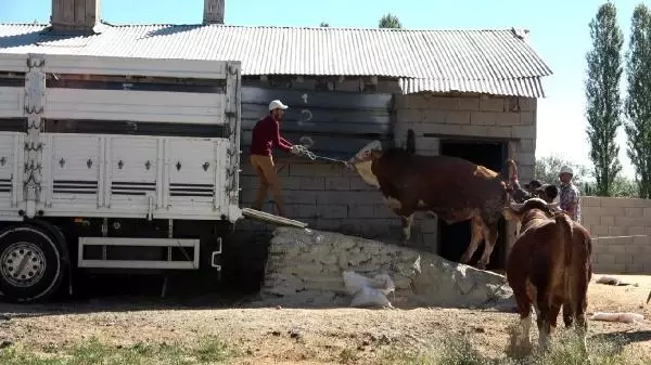 VAN'DAN BATIDAKİ İLLERE KURBANLIK SEVKİYATI BAŞLADI VAN'DAN BATIDAKİ İLLERE KURBANLIK SEVKİYATI BAŞLADI
