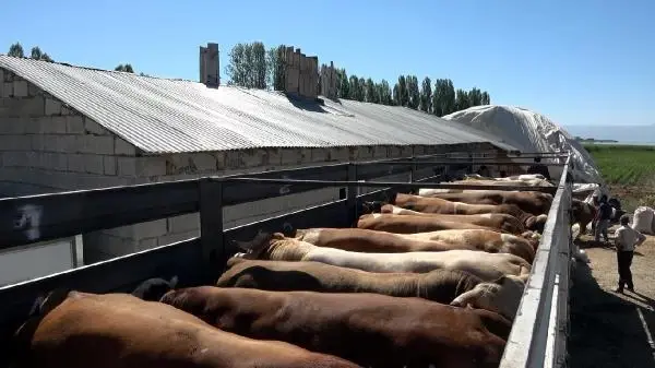 VAN'DAN BATIDAKİ İLLERE KURBANLIK SEVKİYATI BAŞLADI