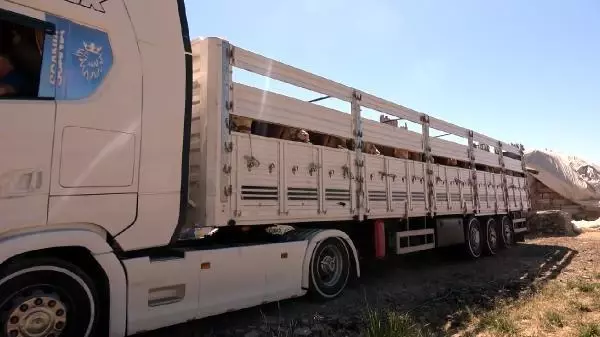 VAN'DAN BATIDAKİ İLLERE KURBANLIK SEVKİYATI BAŞLADI