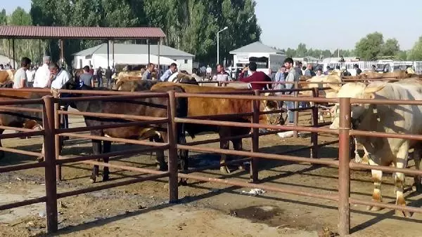 VAN'DAN BATIDAKİ İLLERE KURBANLIK SEVKİYATI BAŞLADI