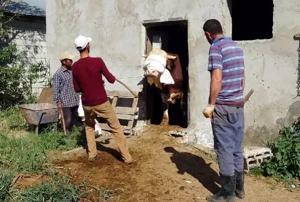 VAN'DAN BATIDAKİ İLLERE KURBANLIK SEVKİYATI BAŞLADI