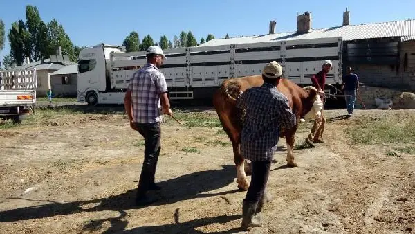 VAN'DAN BATIDAKİ İLLERE KURBANLIK SEVKİYATI BAŞLADI