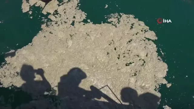 Yalova'da 9 günde bin 478 metreküp müsilaj toplandı Yalova'da 9 günde bin 478 metreküp müsilaj toplandı