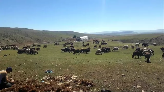Yaylada kırkım dönemi