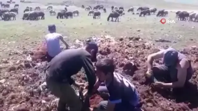 Yaylada kırkım dönemi