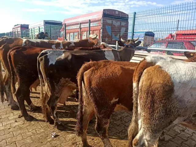 Afyon'daki kurban pazarında hareketlilik başladı Afyon'daki kurban pazarında hareketlilik başladı