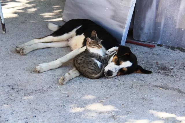 Kedi ile köpeğin dostluğu görenlerin dikkatini çekiyor Kedi ile köpeğin dostluğu görenlerin dikkatini çekiyor