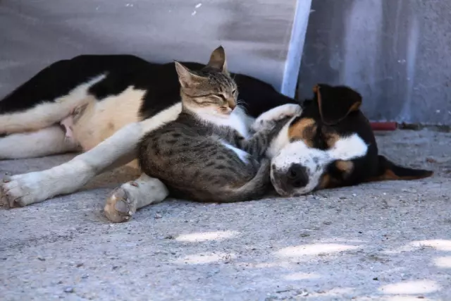 Kedi ile köpeğin dostluğu görenlerin dikkatini çekiyor Kedi ile köpeğin dostluğu görenlerin dikkatini çekiyor