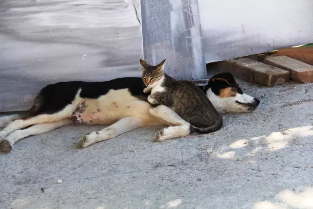 Kedi ile köpeğin dostluğu görenlerin dikkatini çekiyor Kedi ile köpeğin dostluğu görenlerin dikkatini çekiyor