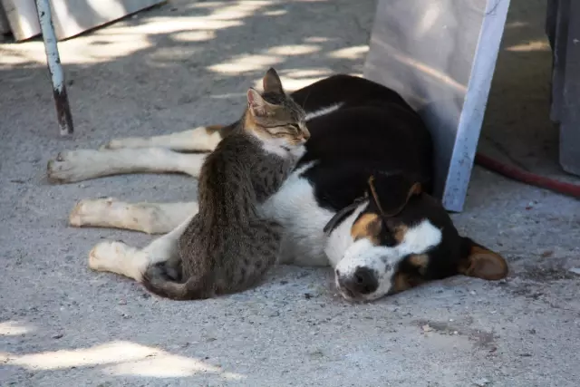 Kedi ile köpeğin dostluğu görenlerin dikkatini çekiyor Kedi ile köpeğin dostluğu görenlerin dikkatini çekiyor