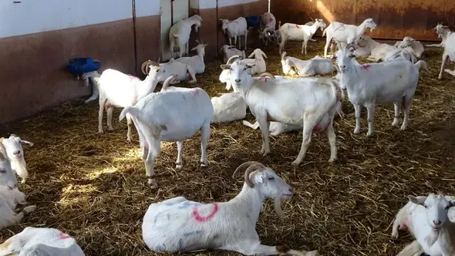 Sahibi büyük şaşkınlık yaşadı! Beslediği keçi bir günde ağırlığının yarısı kadar süt vererek rekor kırdı Sahibi büyük şaşkınlık yaşadı! Beslediği keçi bir günde ağırlığının yarısı kadar süt vererek rekor kırdı