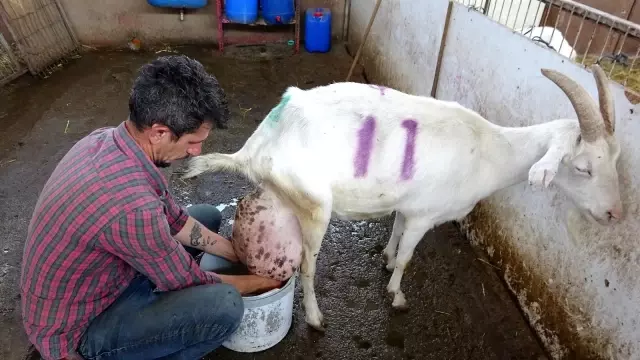 Sahibi büyük şaşkınlık yaşadı! Beslediği keçi bir günde ağırlığının yarısı kadar süt vererek rekor kırdı Sahibi büyük şaşkınlık yaşadı! Beslediği keçi bir günde ağırlığının yarısı kadar süt vererek rekor kırdı