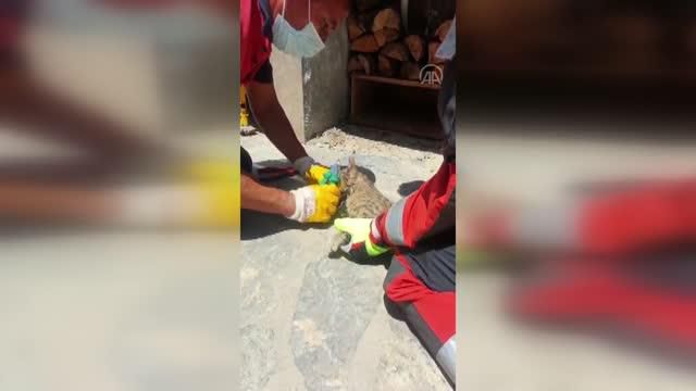 Bodrum'da başı konserve kutusuna sıkışan kedi kurtarıldı