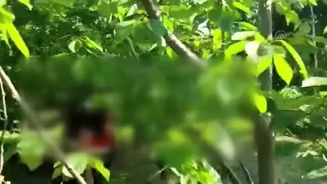 Firari hükümlü, saklandığı kiraz bahçesinde yakalandı Firari hükümlü, saklandığı kiraz bahçesinde yakalandı