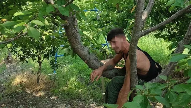 'Hızlı Gonzalez' bu sefer yavaşladı! Kiraz ağacının yaprakları arasında yakalandı 'Hızlı Gonzalez' bu sefer yavaşladı! Kiraz ağacının yaprakları arasında yakalandı