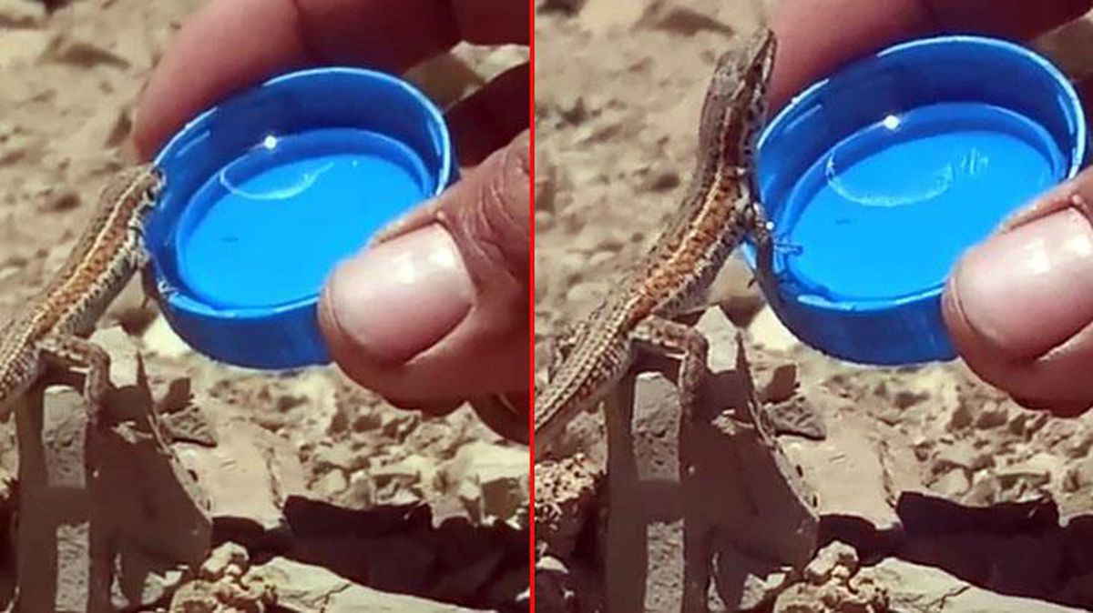 İnsanlık ölmemiş! Sıcaktan bitkin düşen kertenkeleye kapaktan böyle su içirdi