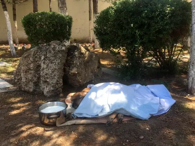 Jandarma ekipleri devriye sırasında buldu Jandarma ekipleri devriye sırasında buldu