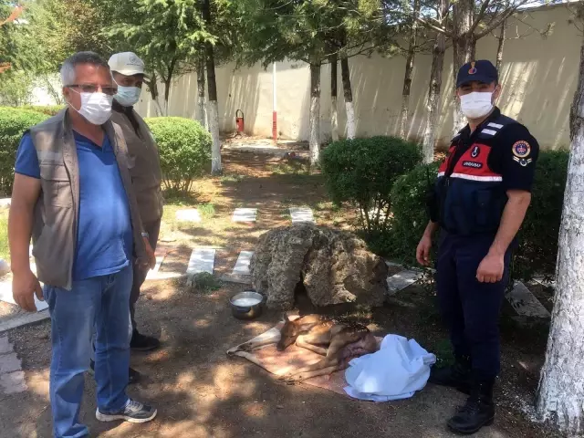 Jandarma ekipleri devriye sırasında buldu Jandarma ekipleri devriye sırasında buldu