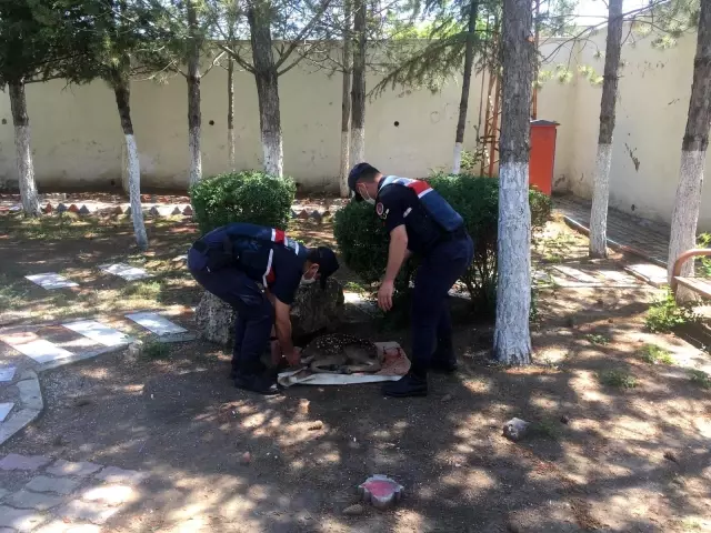 Jandarma ekipleri devriye sırasında buldu Jandarma ekipleri devriye sırasında buldu