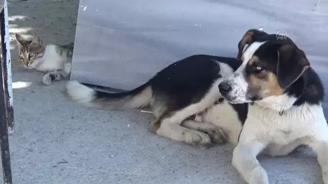 Kedi ile köpeğin dostluğu görenlerin dikkatini çekiyor Kedi ile köpeğin dostluğu görenlerin dikkatini çekiyor