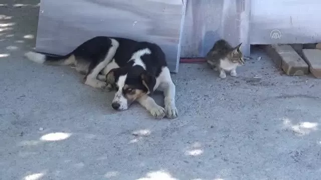 Kedi ile köpeğin dostluğu görenlerin dikkatini çekiyor Kedi ile köpeğin dostluğu görenlerin dikkatini çekiyor