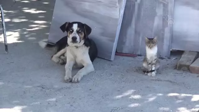 Kedi ile köpeğin dostluğu görenlerin dikkatini çekiyor Kedi ile köpeğin dostluğu görenlerin dikkatini çekiyor