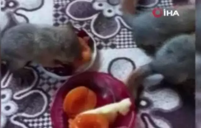 Öksüz kalan yavru sincaplara sahip çıktılar Öksüz kalan yavru sincaplara sahip çıktılar