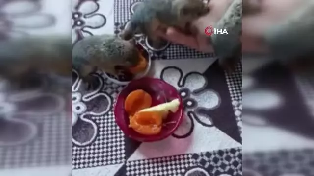 Öksüz kalan yavru sincaplara sahip çıktılar