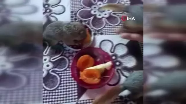 Öksüz kalan yavru sincaplara sahip çıktılar