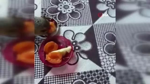 Öksüz kalan yavru sincaplara sahip çıktılar