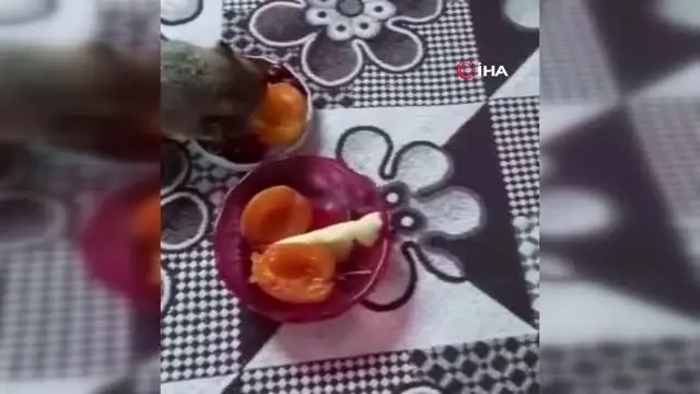 Öksüz kalan yavru sincaplara sahip çıktılar