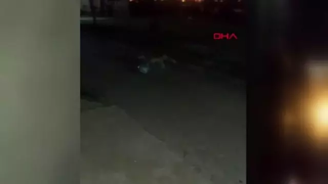 ŞEHRE İNEN TİLKİ KENDİSİNE VERİLEN TOPLA OYNADI