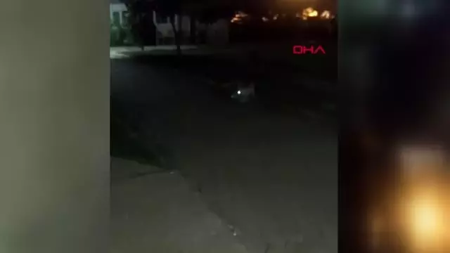ŞEHRE İNEN TİLKİ KENDİSİNE VERİLEN TOPLA OYNADI
