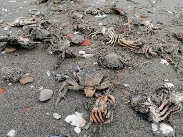 Silivri'de ölü yengeç tedirginliği