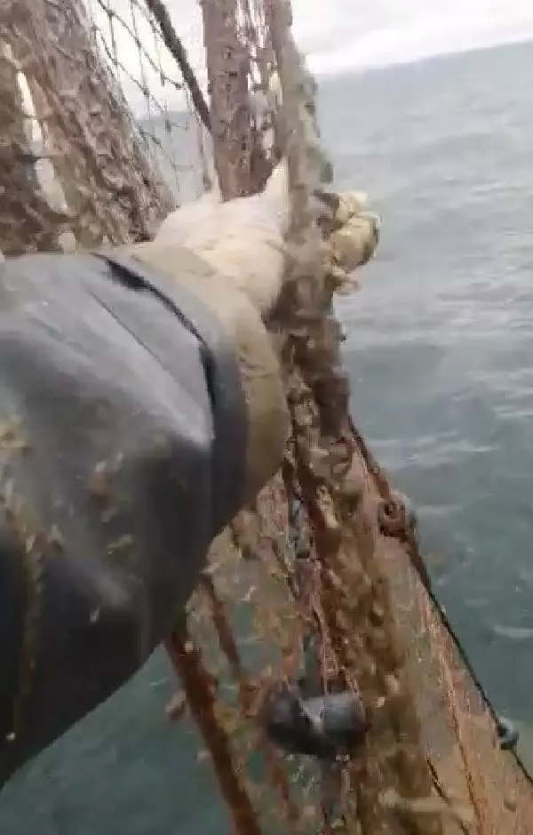 Silivri'de ölü yengeç tedirginliği