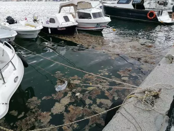 Silivri'de ölü yengeç tedirginliği