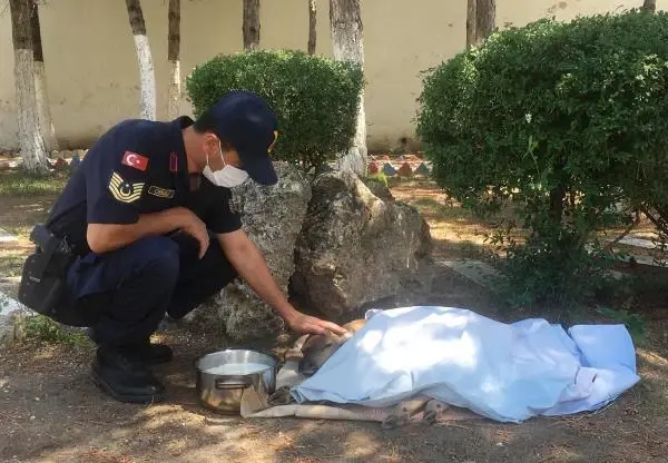 Yaralı yavru geyiğe jandarma sahip çıktı Yaralı yavru geyiğe jandarma sahip çıktı