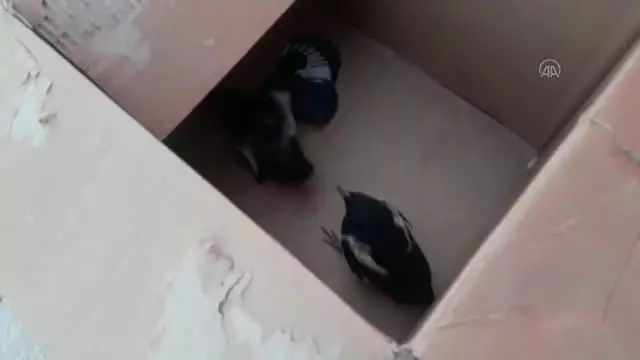 AFYONKARAHİSAR - Yuvasından düşen yavru kuşlar için seferber oldular AFYONKARAHİSAR - Yuvasından düşen yavru kuşlar için seferber oldular