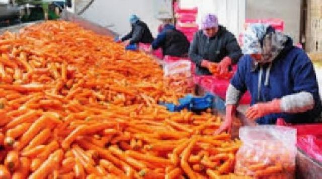 Beypazarı'ndan Rusya'ya 120 ton havuç ihracatı