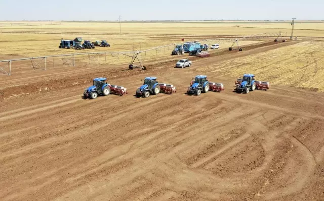 ŞANLIURFA - Ceylanpınar Tarım İşletmesi'nde hasat ve ekim bir arada