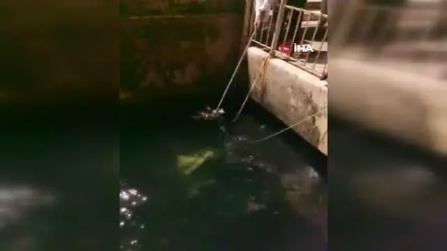 Denize düşen kedi balıkçı kepçesiyle kurtarıldı