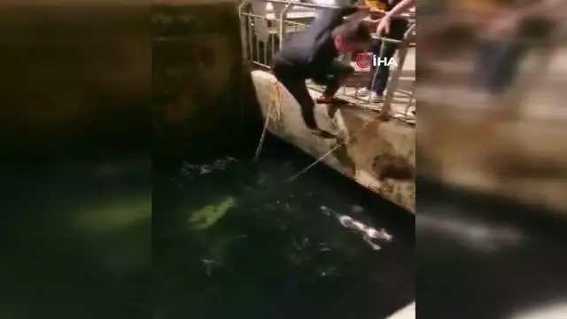 Denize düşen kedi balıkçı kepçesiyle kurtarıldı