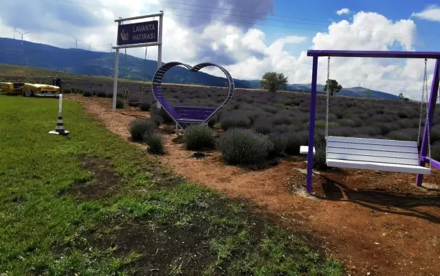 Lavantalar kaymakamlık eliyle sabun, kozmetik ürün ve yağa dönüştü Lavantalar kaymakamlık eliyle sabun, kozmetik ürün ve yağa dönüştü