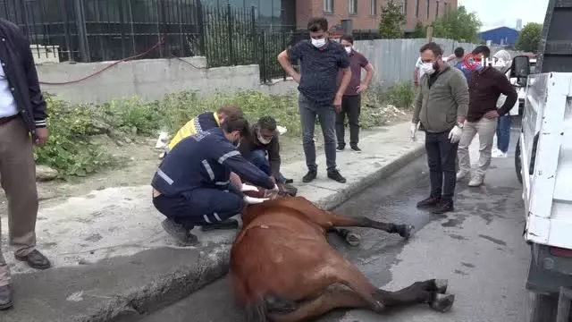 Esenyurt'ta yaralanan at sağlığına kavuştu Esenyurt'ta yaralanan at sağlığına kavuştu