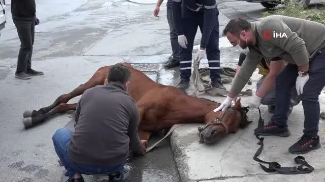 Esenyurt'ta yaralanan at sağlığına kavuştu