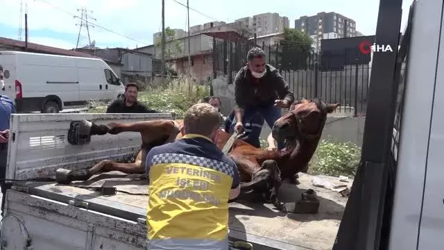 Esenyurt'ta yaralanan at sağlığına kavuştu