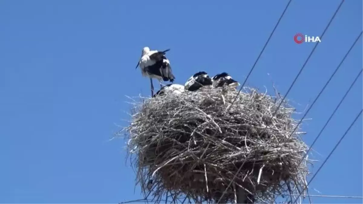 Gülgez leylek bu kez yavrularını büyüttü