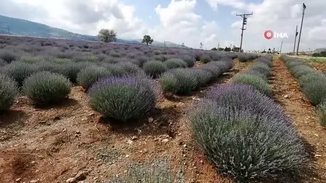 Lavantalar kaymakamlık eliyle sabun, kozmetik ürün ve yağa dönüştü Lavantalar kaymakamlık eliyle sabun, kozmetik ürün ve yağa dönüştü
