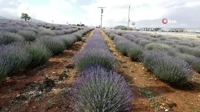 Lavantalar kaymakamlık eliyle sabun, kozmetik ürün ve yağa dönüştü Lavantalar kaymakamlık eliyle sabun, kozmetik ürün ve yağa dönüştü