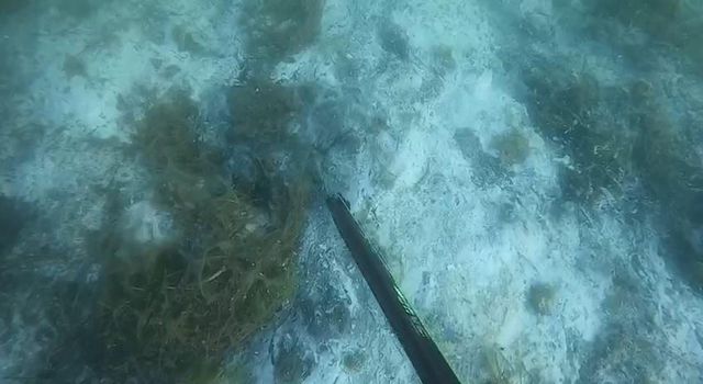 musilajin deniz altindaki tahribati boyle 5 14213626 o